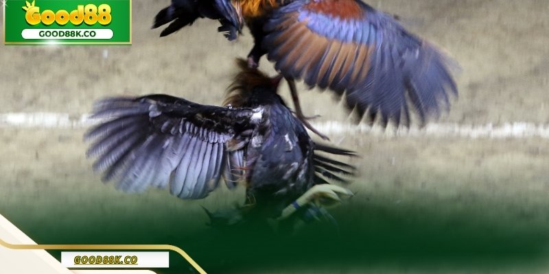 Kinh nghiệm chơi của cao thủ