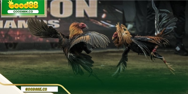 Đá gà cựa dao kịch tính