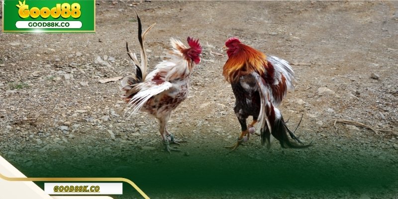 Đá gà Good88 được tổ chức theo hướng trực quan và dễ theo dõi