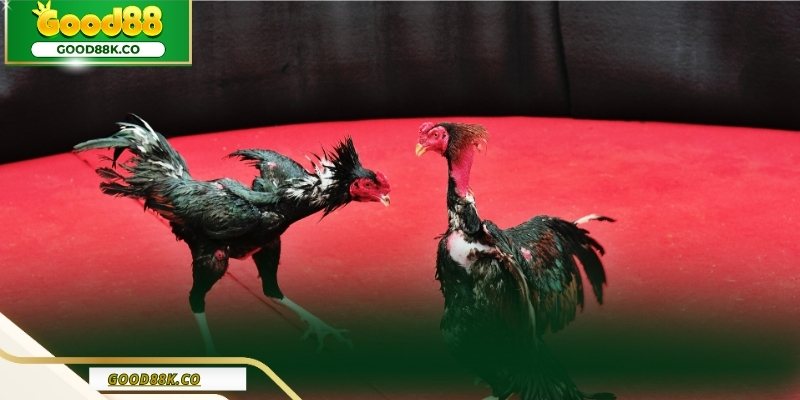 Ưu điểm nổi bật giúp Đá gà Good88 dễ tiếp cận và ổn định