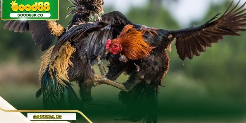 Luật thi đấu đá gà Thomo