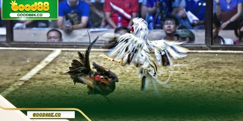 Kinh nghiệm của cao thủ