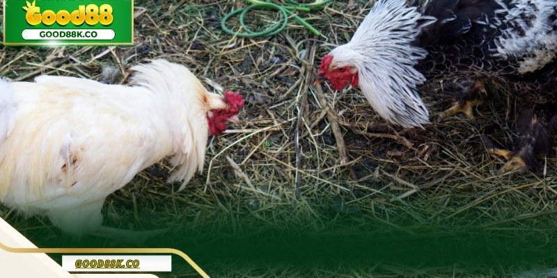 Những yếu tố cần quan sát khi theo dõi đá gà