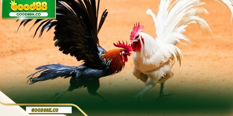 Đặc điểm của hình thức đá gà trực tiếp