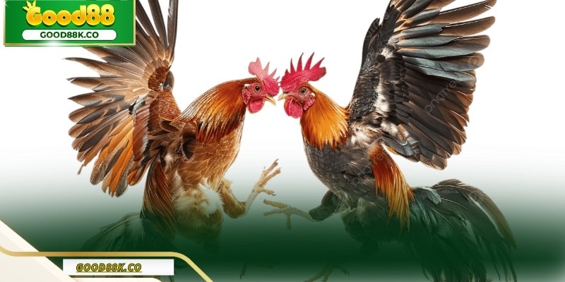 Kinh nghiệm của cao thủ