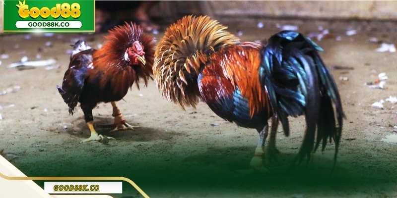 Trực tiếp đá gà là hình thức kịch tính